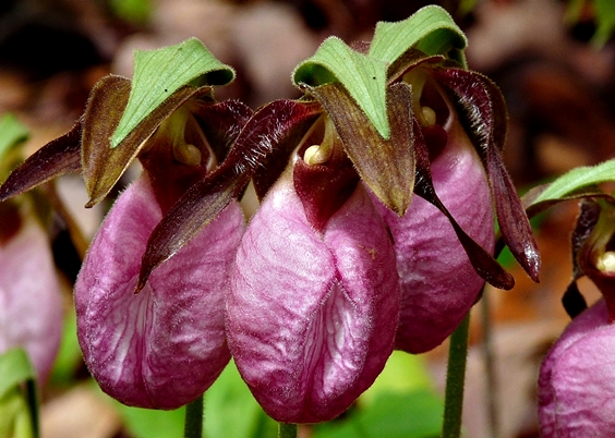 {Cypripedium acaule}